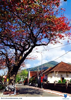 Côn Dao charme les visiteurs grâce à ses feuilles de catappa changeantes