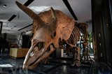 Le squelette d'un tricératops exposé à Paris avant une vente aux enchères à Drouot en octobre, le 31 août 2021. Photo : AFP/VNA/CVN