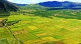 Champs de riz dans le district de Chu Pah, dans la province de Gia Lai (hauts plateaux du Centre). Photo : VNA/CVN