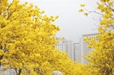 Une rue de<em> phong linh</em> (fleurs de tabebuia aurea) à Park City, Hanoï. Photo : Ngoc Liên/VNA/CVN