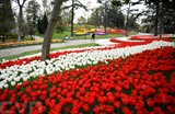 En avril la tulipe est mise à l'honneur dans beaucoup de parcs de la ville de Istanbul. Photo : VNA/CVN