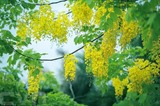 La couleur jaune des fleurs de cassiers (Cassia fistula). Photo : Trong Dat/VNA/CVN