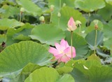 Des lotus à Ninh Binh en pleine floraison. Photo : Duc Phuong/VNA/CVN