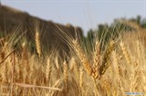 Un champ de blé dans la province de Bamiyan, en Afghanistan, le 21 juillet 2022. Photo : Xinhua/VNA/CVN